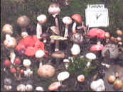 cepanimbis102901.jpg (58126 octets)