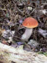 cepboletrougeok.jpg (66742 octets)