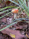 cepfoamanitetu.jpg (104898 octets)
