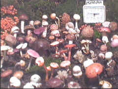 cepnom102502.jpg (60677 octets)